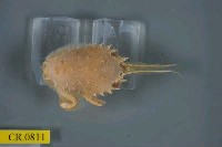 藏品(顯著瓊娜蟹)的圖片